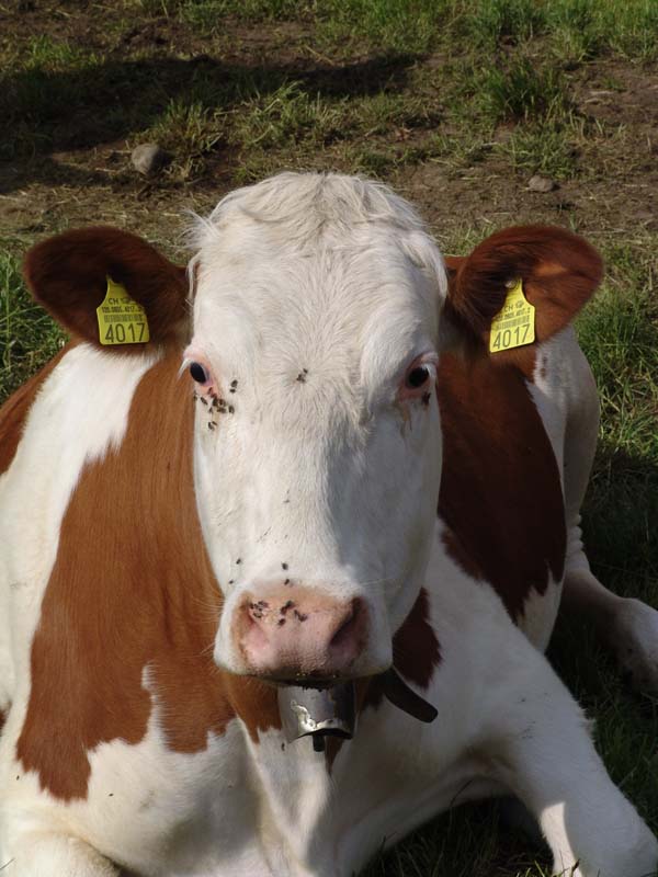 GiTe bewegt_2011 032